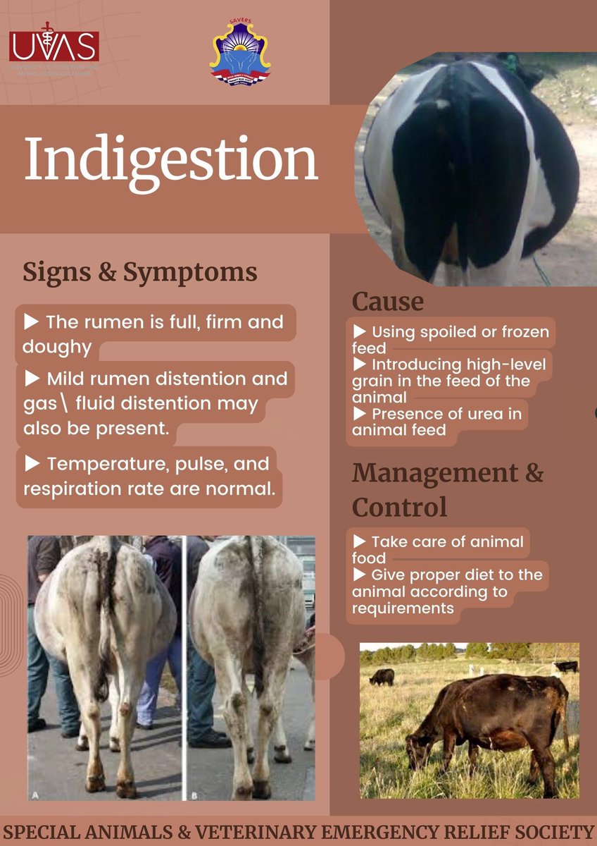 savers_uvas's tweet photo. *Indigestion* is poor digestion of feed eaten by animals which may be due to change in feed, high energy feed consumption etc. Symptoms may be restlessness, swollen limbs, stomach bloating, and decreased production, which can affect purchasing sacrificial animals on Eid ul-Azha. https://t.co/6BnqZLt3Uq
