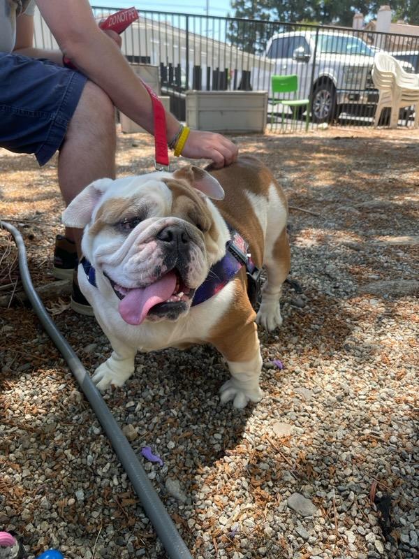 Bulldogs Lover tweet media