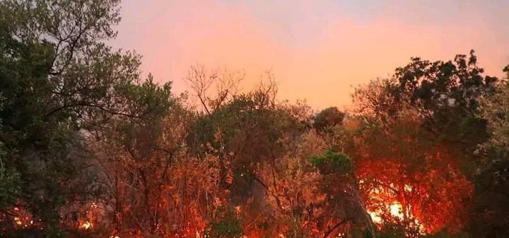 AxmednuurTamaan's tweet photo. Any country who owns helicopter of fire-fighter specially the neighbouring countries of #Ethiopia, #Kenya, #Jabouti please join the forces to fight wildfire of Gaacidh, Sanaag. 

#SanaagFire https://t.co/B5wu4Fqd1d