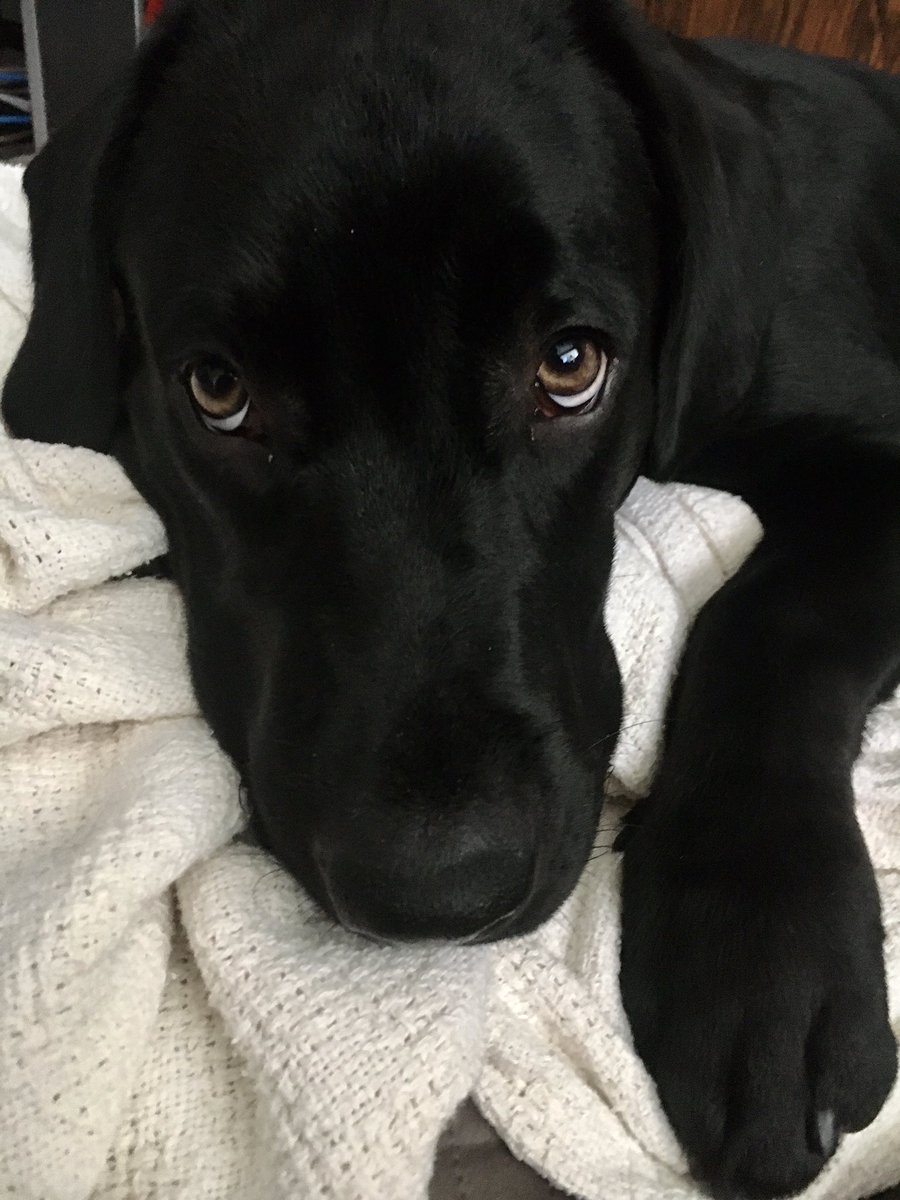 MaxTheBlackLab's tweet photo. Over 1650 friends and followers! Wow! ❤️
Help me get to 2000 friends and followers!! ❤️

#DogsofTwittter #dogs #cute #DogsOnTwitter #beautiful #beauty #puppy #FYP https://t.co/tN6FjzrGPJ
