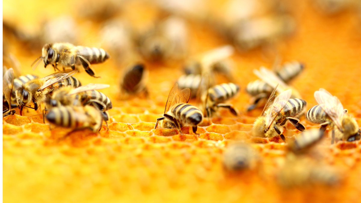 Quora em português tweet media