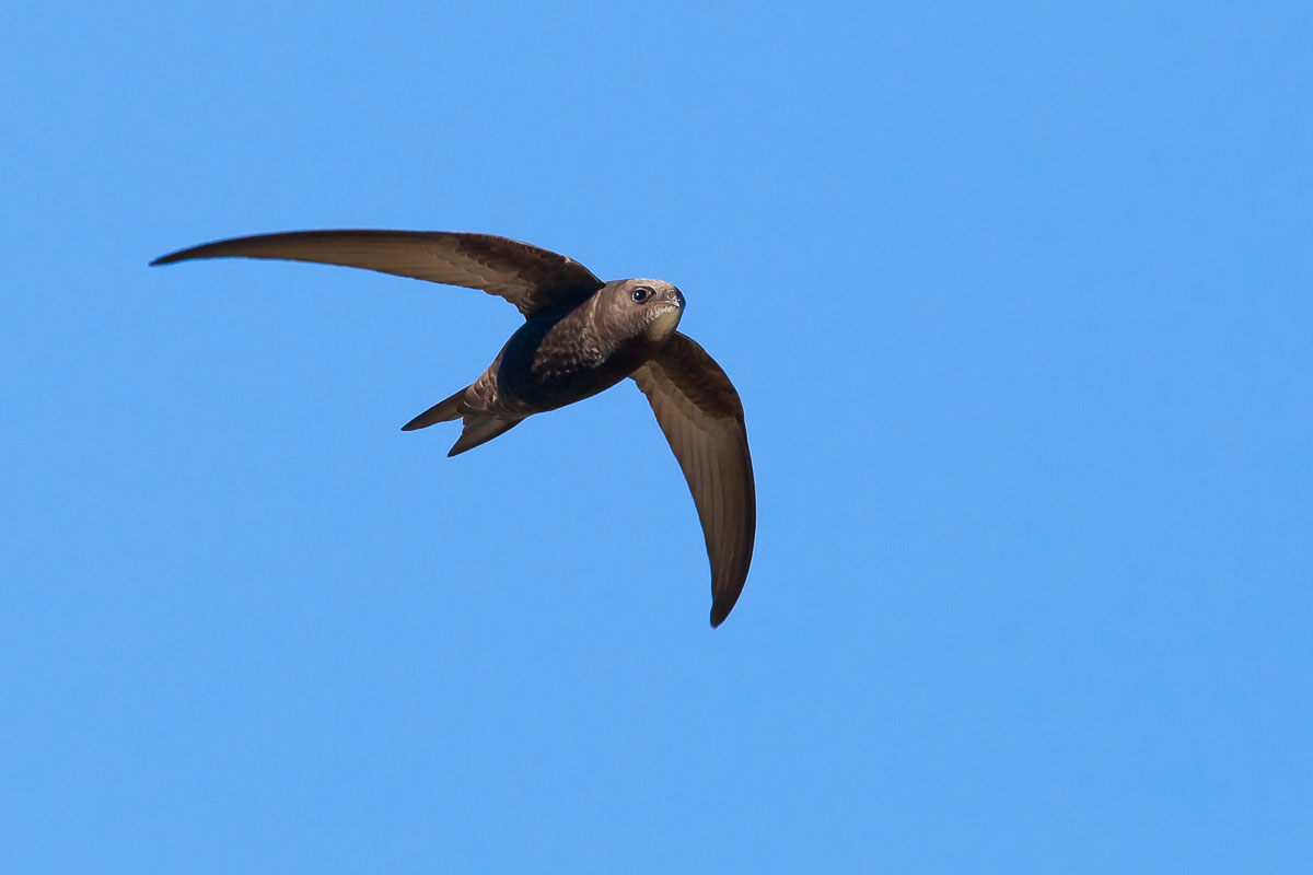 natapp_uk's tweet image. 50% of the UK&apos;s #Swift population has vanished in the past 20 years. 

#SwiftMapper, a project developed in collaboration with @Natures_Voice, encourages #citizenscientists to report sightings. 

This #SwiftAwarenessWeek why not take part?

Sign up here &amp;gt; bit.ly/3nEU00V