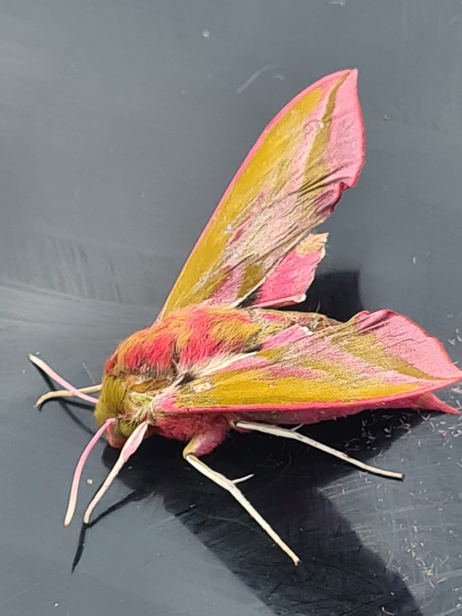 wayneshuttle's tweet photo. Everyday is a learning day. Could someone help me identify this little chap please? @RoyEntSoc #unknowninsect https://t.co/XnHzthYVto