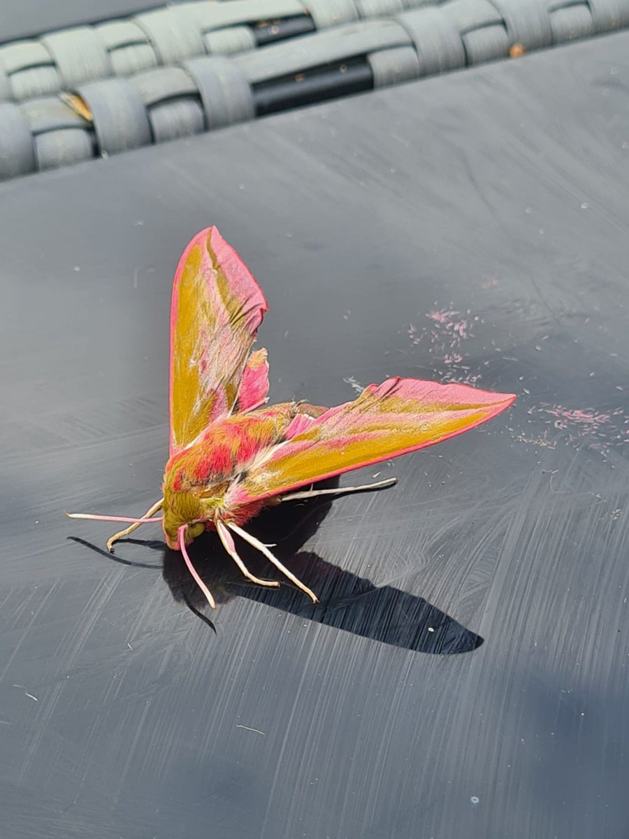 wayneshuttle's tweet photo. Everyday is a learning day. Could someone help me identify this little chap please? @RoyEntSoc #unknowninsect https://t.co/XnHzthYVto