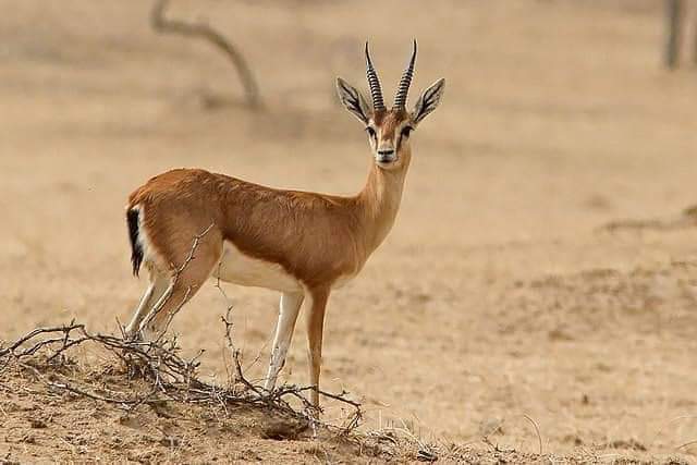 BKJASWANI370's tweet photo. Stop Killing Natural Wildlife ❌⚠️
Say No To Hunting In Tharparkar 🦌❌
#SayNoToHuntingDeer https://t.co/ZtJNQbInsn