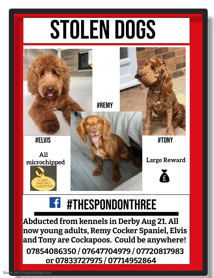 Pawprints Dog Rescue (UK) tweet media