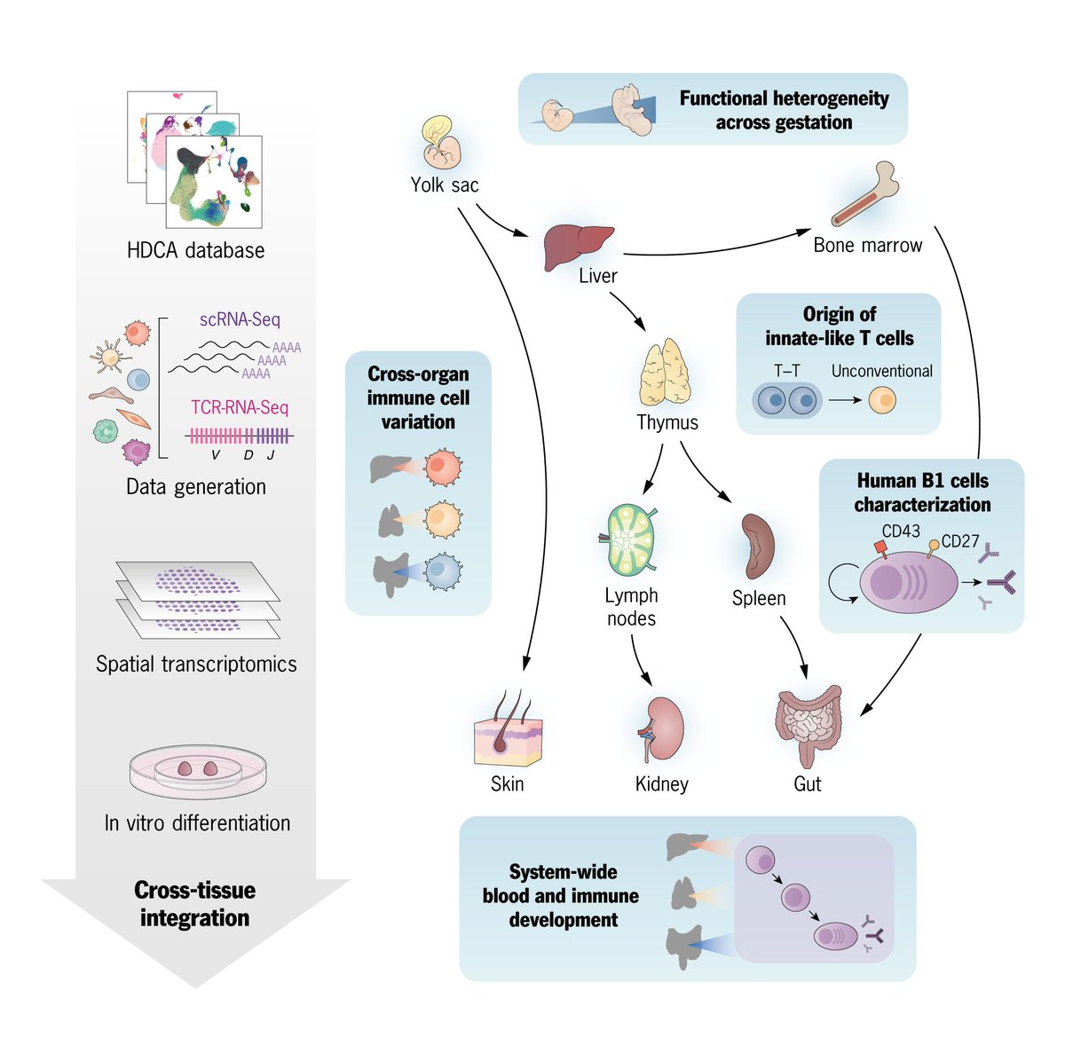 Antonio García (@bio_graphics_) on Twitter photo Let me help you get your #graphicalabstract in perfect shape! Take a look at one of our latest projects published in <a href="/ScienceMagazine/">Science Magazine</a> on human immune system development across organs. #SciArt #SciComm
➡️ Check it out: science.org/doi/10.1126/sc… Let me help you get your #graphicalabstract in perfect shape! Take a look at one of our latest projects published in <a href="/ScienceMagazine/">Science Magazine</a> on human immune system development across organs. #SciArt #SciComm
➡️ Check it out: science.org/doi/10.1126/sc…