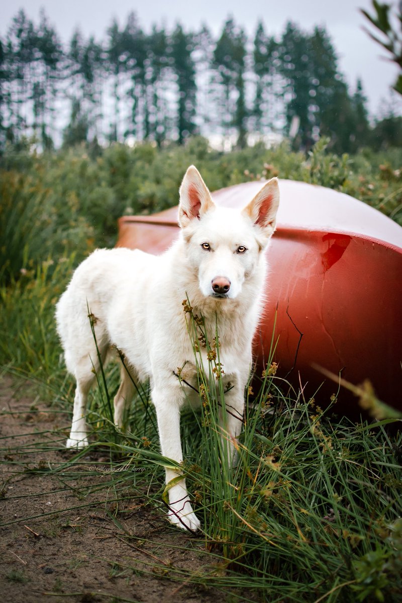 That sweet morning dew just hits different.
#GoodMorning #LakeLife #HuskyMix