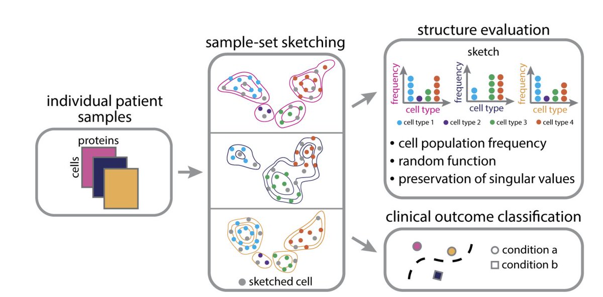 Natalie Stanley (@natstann) on Twitter photo Excited to share our new paper (to appear soon in ACM BCB!) about sketching single-cell data. π Specifically, our sketches preserve cell population frequencies and of course rare populations ;), led by Vishal and <a href="/JoleneRanek/">Jolene Ranek</a> arxiv.org/abs/2207.00584 Excited to share our new paper (to appear soon in ACM BCB!) about sketching single-cell data. π Specifically, our sketches preserve cell population frequencies and of course rare populations ;), led by Vishal and <a href="/JoleneRanek/">Jolene Ranek</a> arxiv.org/abs/2207.00584