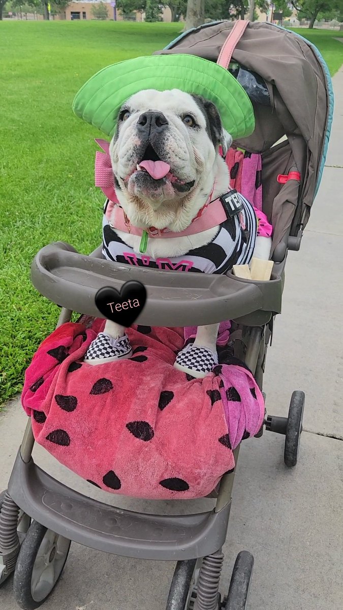 Happy ToT everybody 🌺🌸

Love,

Teeta

#TOT #dogsoftwitter #stroller #dressedup