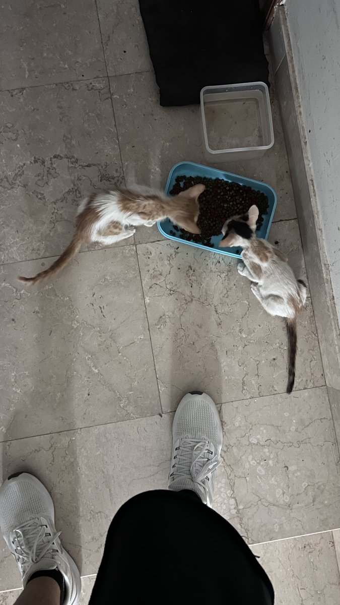 FTS_64's tweet photo. Why are you doing this to me…. #CatsOfTwitter #Cats #Kittens #TooDamnCute 🤘😭 https://t.co/9xPDUQKN2i