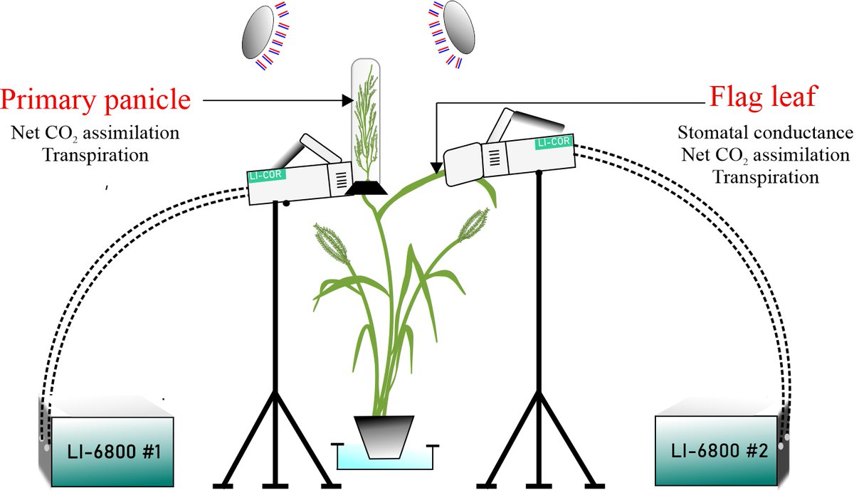 SJaspinder1's tweet photo. Our team including @paulpuneet, @DhattBalpreet is pleased to present a holistic approach for gaining a spatio-temporal perspective on stress responses in variety of cereal species bearing compact inflorescences. 
@unlagrohort @UNL_IANR @AbioticStress https://t.co/FMI3LtCO7A