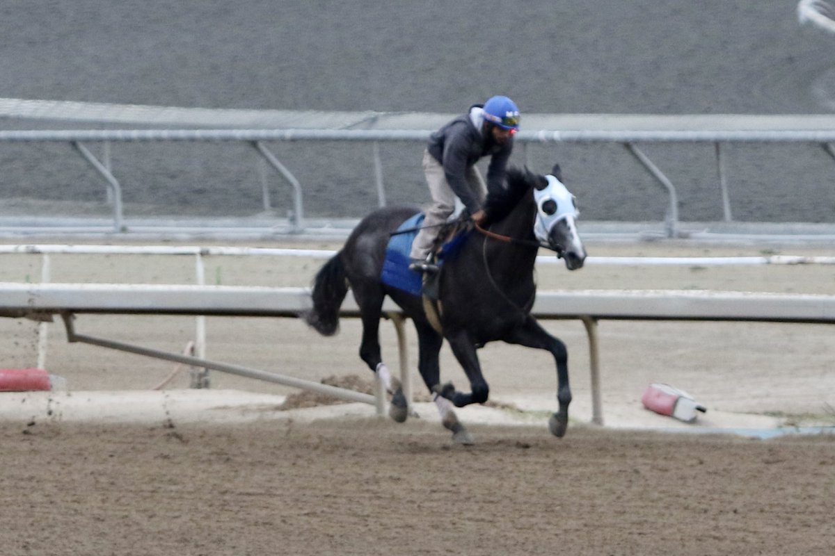 timyakteen's tweet photo. Weekend worker update! Sunday morning at #santaanitapark, we worked The Big Cheeseola, Kitten Calls, Blessed Touch, Practical Move, Work To Live, Adam’s Creed, Doppelgänger, Newgrange. #busyisgood https://t.co/jzXfEq0p4A