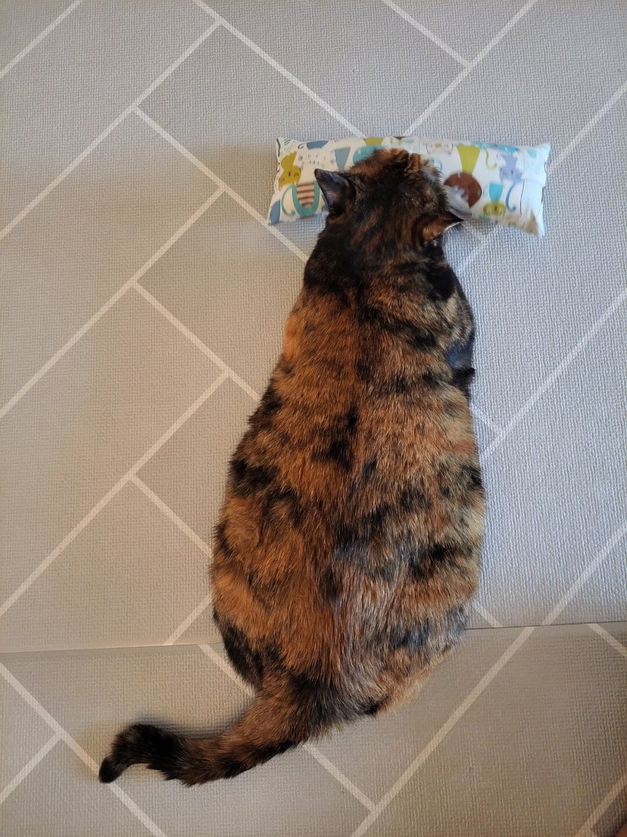 RT 요청) 현재 임보자분께서 알러지로 인해 주기적으로 주사 맞으며 치료 받아야하고, 키우는 강아지의 건강이 악화되서 더이상 임보하기 어려워 급하게 장기 임보처를 구합니다. 입양도 당연히 환영입니다 ❤
타래로 이어서 >>

<삼쑤니 가족을 찾습니다!>