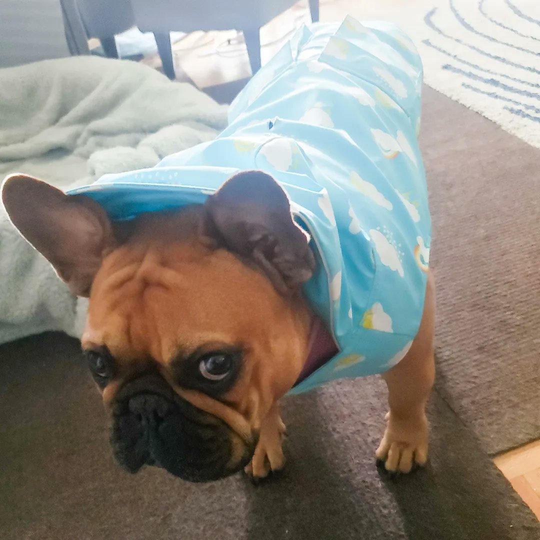 k0411f's tweet photo. レインコート着せたらすぐ雨って気づくから散歩に連れ出すの大変🐶
@CanadaPooch #canadapooch
#Dog #フレブル #トロント #カナダ https://t.co/c8JUNdpnaC