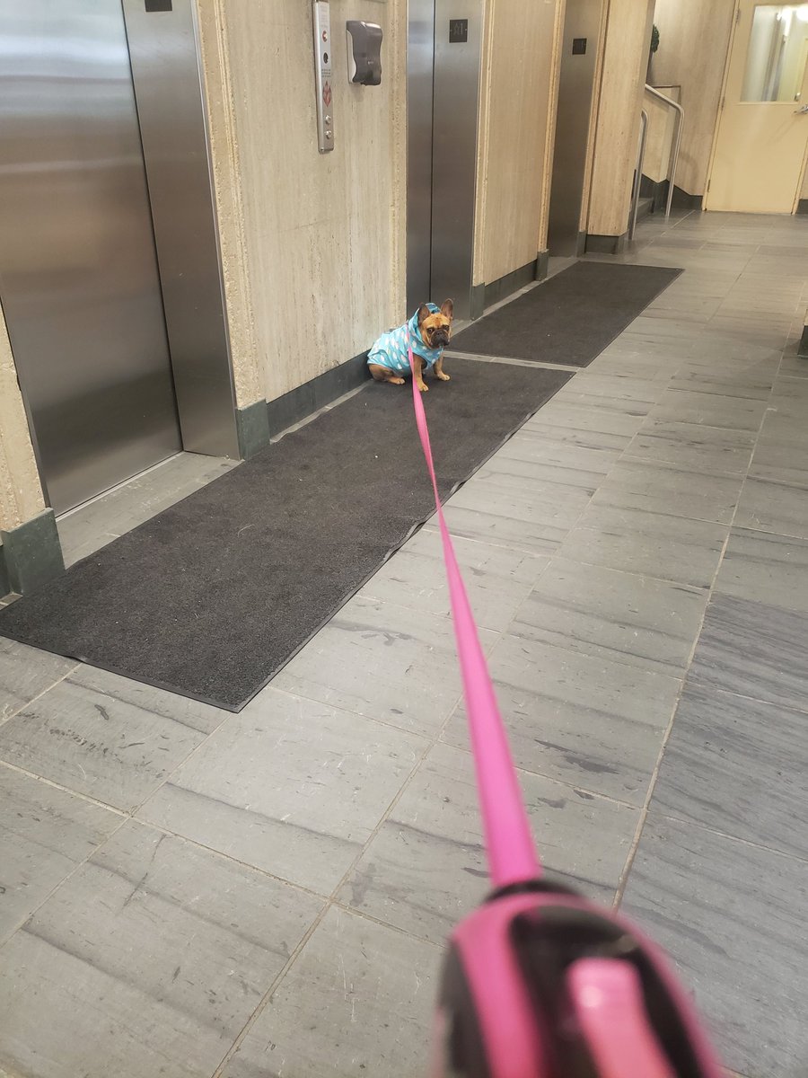k0411f's tweet photo. レインコート着せたらすぐ雨って気づくから散歩に連れ出すの大変🐶
@CanadaPooch #canadapooch
#Dog #フレブル #トロント #カナダ https://t.co/c8JUNdpnaC