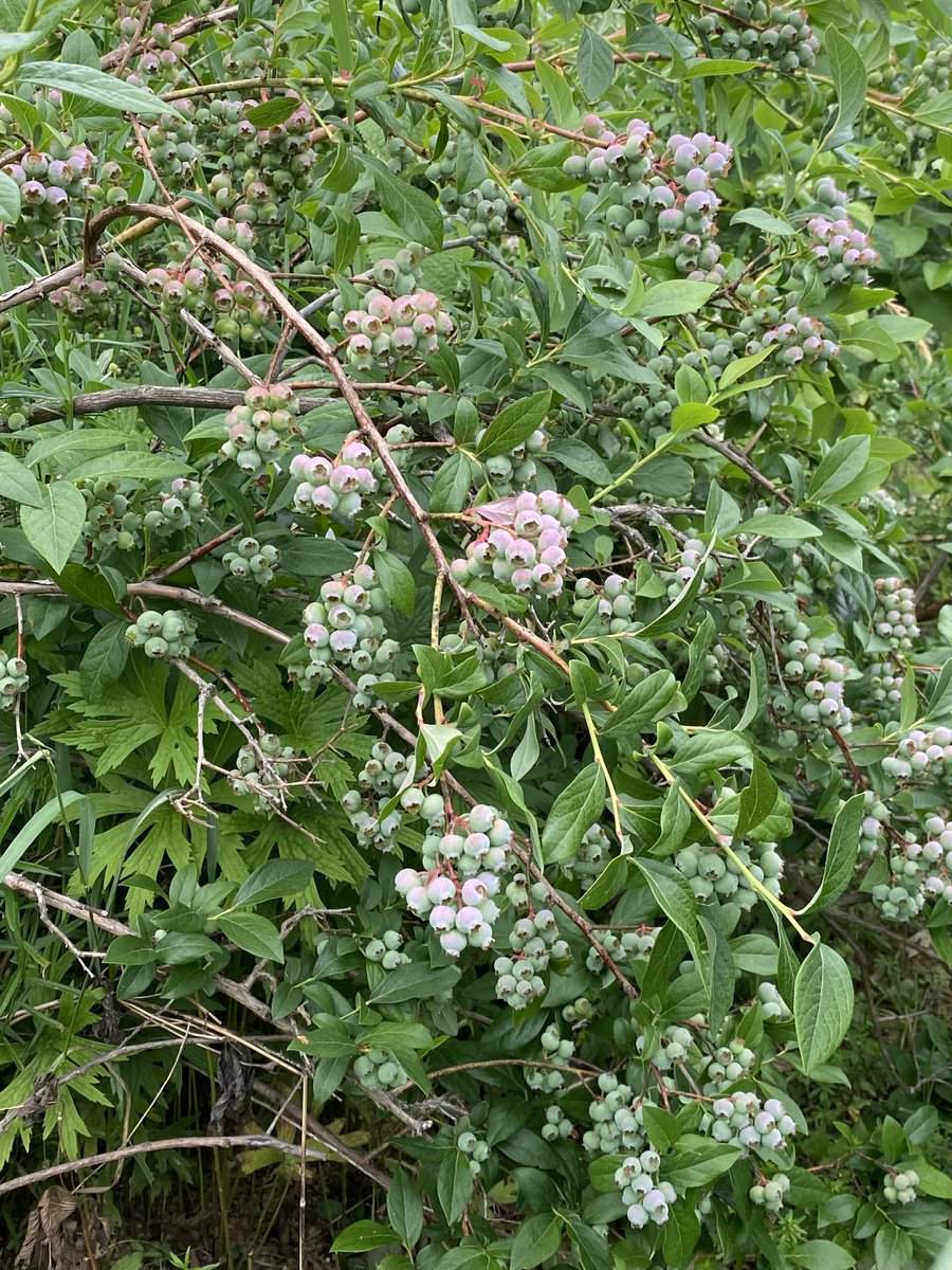 Blueberries are so full this year making the plants bend #vt
