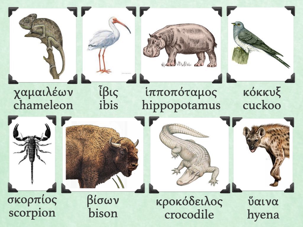 tutubuslatinus's tweet photo. Ancient Greek animal names. Each animal was chosen for the similarity of their Greek and English names. (Greek Through English, 1924) 🦁 https://t.co/lmEKx5PvOF