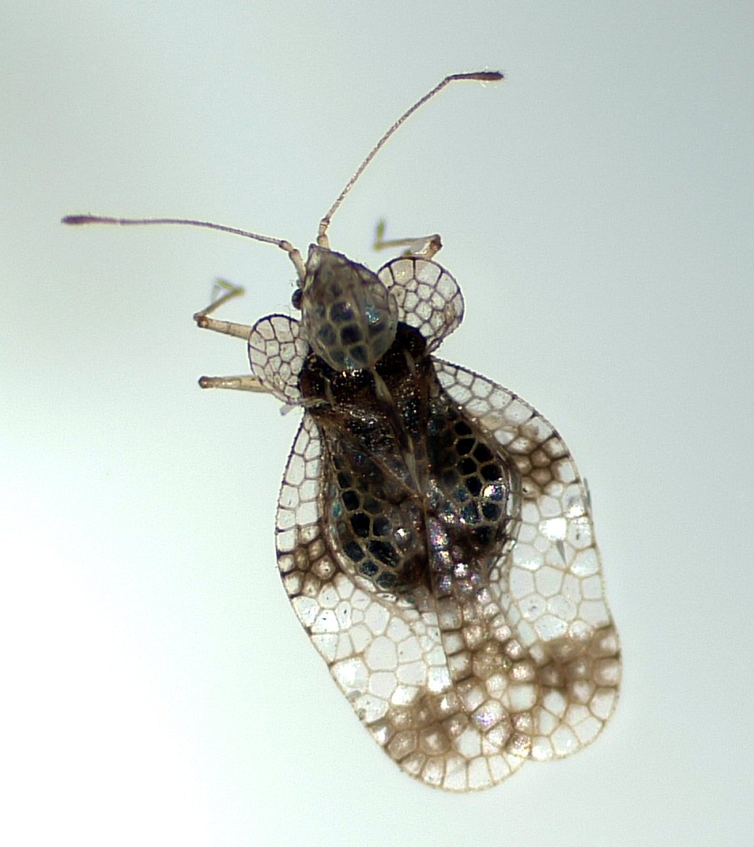 redfaragon's tweet photo. Parece increíble que un insecto tan perfecto y bonito como este adulto de #StephanitisPyri o tigre del peral, pueda causar daños tan importantes en manzanos ecológicos. 
Andamos conociendo su biología y la manera de controlarlo. @CITAAragon #CSCV #AgriculturaEcológica https://t.co/pKdOUmsv8T