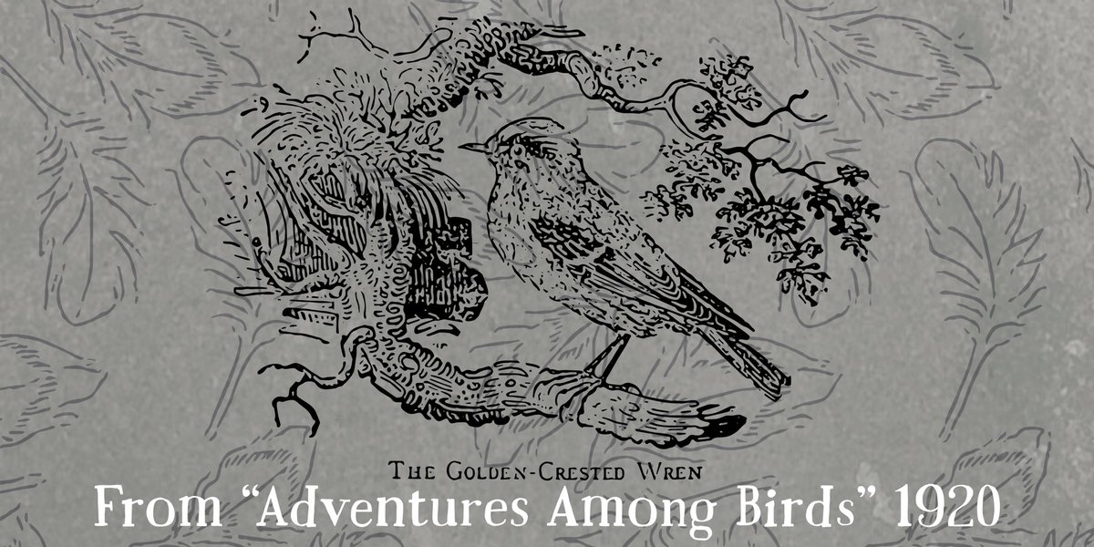 JRSpiersWriter's tweet photo. A carefully redrawing of an engraving found in a very old book, very unlike the shades of muted brown found on the Carolina wrens that called his garden their home. #AmWriting #WritersLife #YA #MagicalRealism #curiousthings #oldbooks #archive #mystery #thelivinglibrary https://t.co/EPaArrvcFU