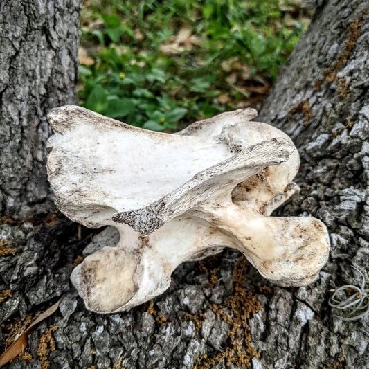 OddBonesRanch's tweet photo. Horse vertebrae? We've got em! Multiple different sizes and shapes all ranging from $1️⃣0️⃣-$1️⃣5️⃣+shipping! These are nature cleaned and ethically sourced from Texas! Check their listings out for more photos and information on our website: https://t.co/k2mQJgcxRT 🐎#oddities #bone https://t.co/hOW4fbgbuT