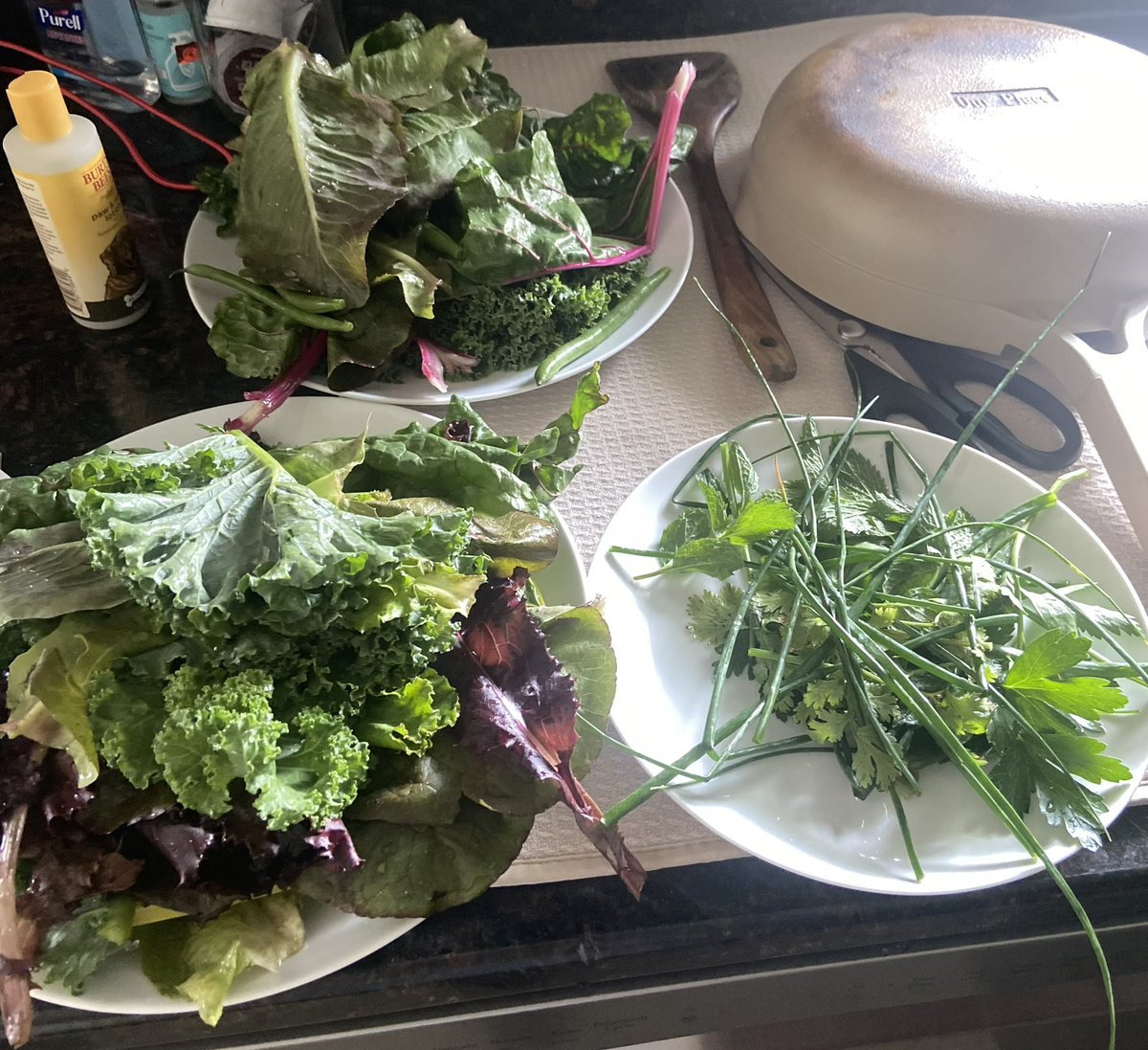 A little update!☀️🍅
<a href="/OBFightsHunger/">OBHS Fights Hunger</a> 
#obhsgarden