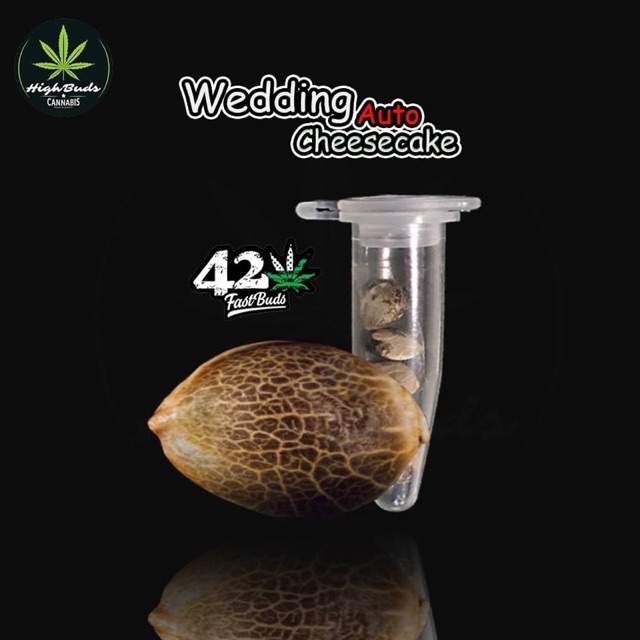 HighBudsTH's tweet photo. ฉันกำลังขาย เมล็ด 420FastBuds / เมล็ด... ที่ Shopee ในราคาสุดพิเศษเพียง ฿ ซื้อเลยที่ https://t.co/CGXWhrxwJD #ShopeeTH https://t.co/tskiDW7kB3