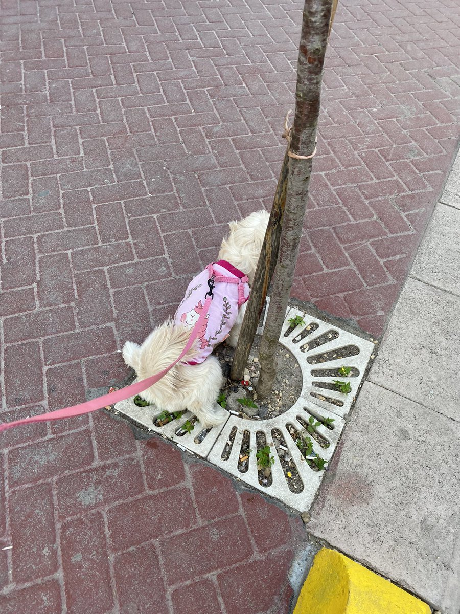 Çöğdürdüm azcık şuruya