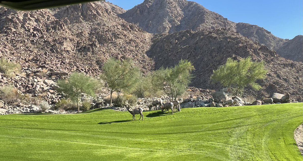 Installed a new set of #yardagemarkers recently at Tradition Golf Club and I ran into this group of slow players. Can you name the beast? <a href="/carsongolf/">Carson</a>,
carsongolf.net