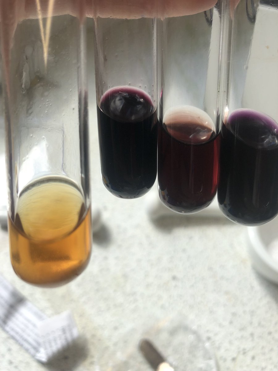 HolyroodScience's tweet photo. Testing for the phenol group to see if the aspirin students made has no more salicylic acid in. Left - pure aspirin no phenol. Salicylic acid,  recrystallised and impure aspirin in the 3 others. So, the 3rd test tube isn’t pure but definitely different to their impure sample. 👏🏻 https://t.co/0Zz8ciwUjy
