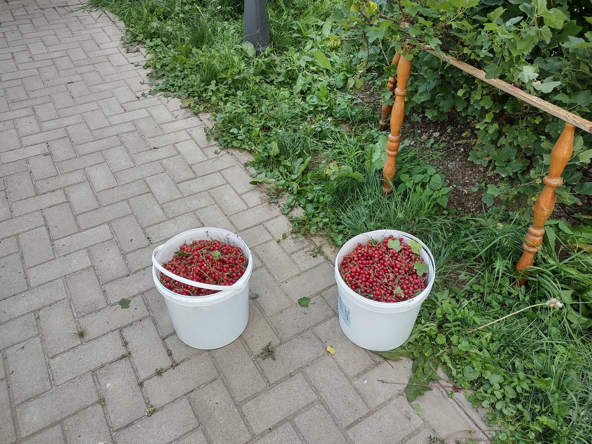 FWF_Janice's tweet photo. Może nie widać, że dużo ale z dwóch krzaczków zebraliśmy dwa wiaderka
A trochę jeszcze czeka https://t.co/GYVprZUDMU