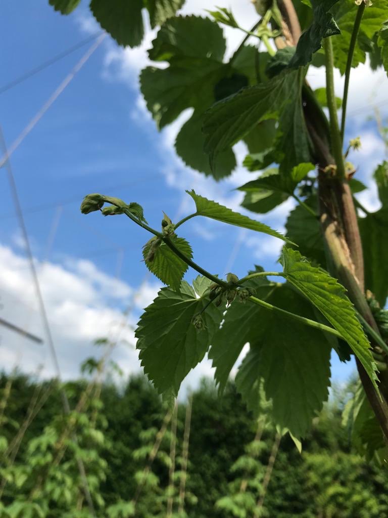 Hops forming on one of our experimental hop varieties last week. This is exceptionally early! <a href="/CharlesFaram/">Charles Faram</a> #hopdevelopment