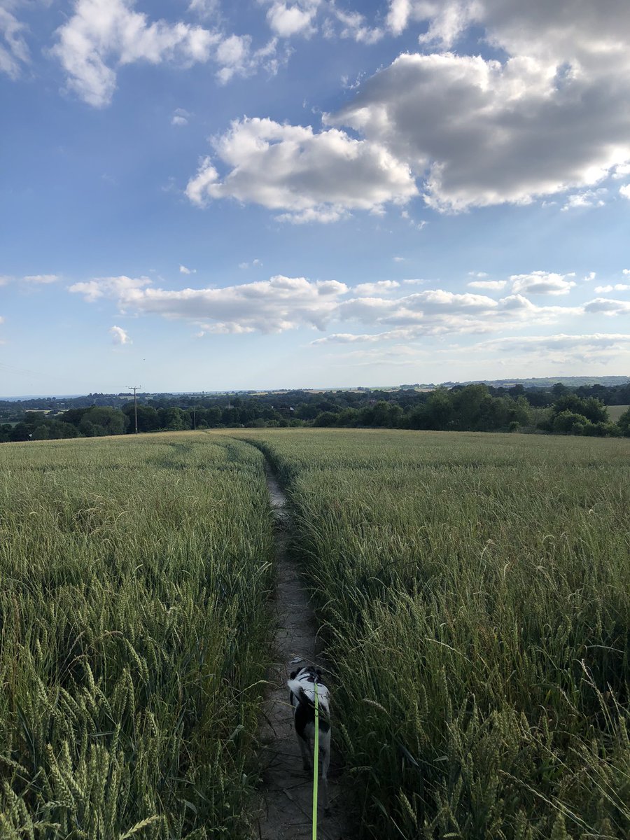 Trying out new things this week. Up first, taking a different path with the dog. Small Cloud under the big clouds. #smalldog