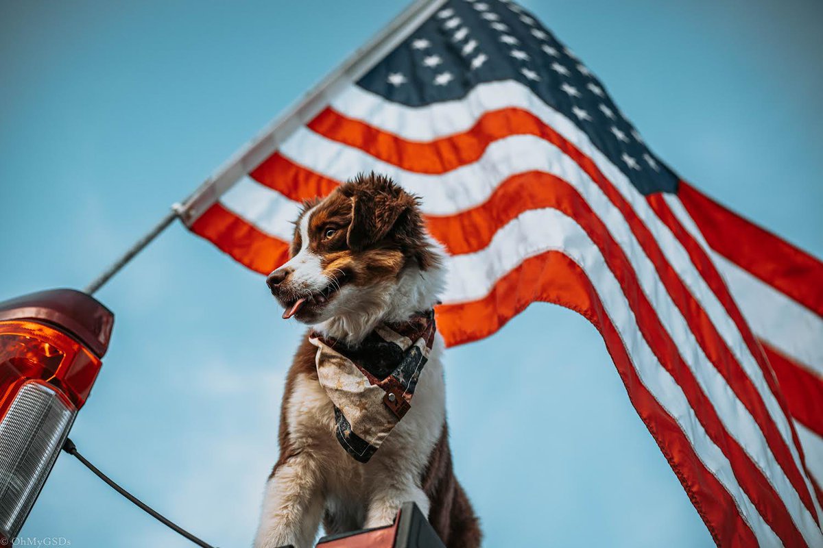 OhMyGSDs || OMyAussie tweet media