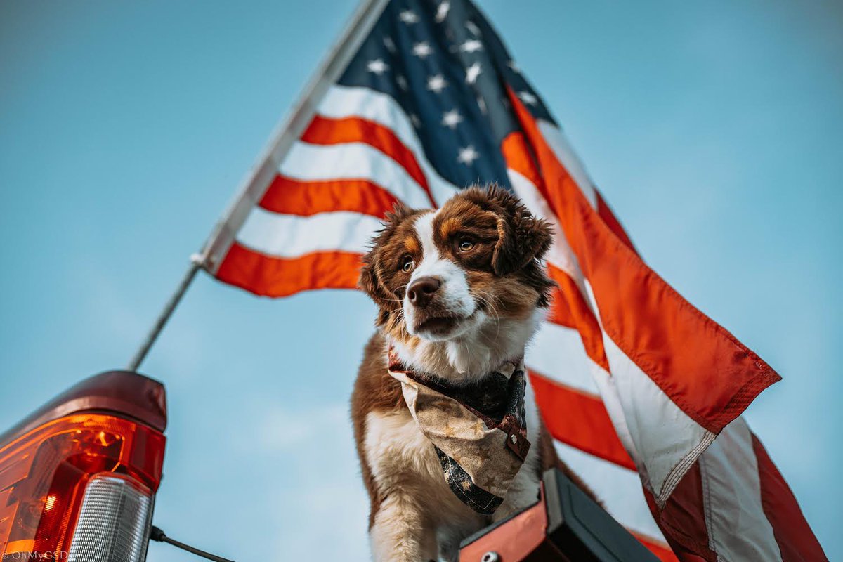 OhMyGSDs || OMyAussie tweet media