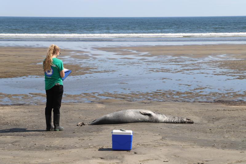 Marine Mammals of Maine team member stands on a beach wearing a green t-shirt, black pants, and black boots holding a clipboard and assesses a dead seal.