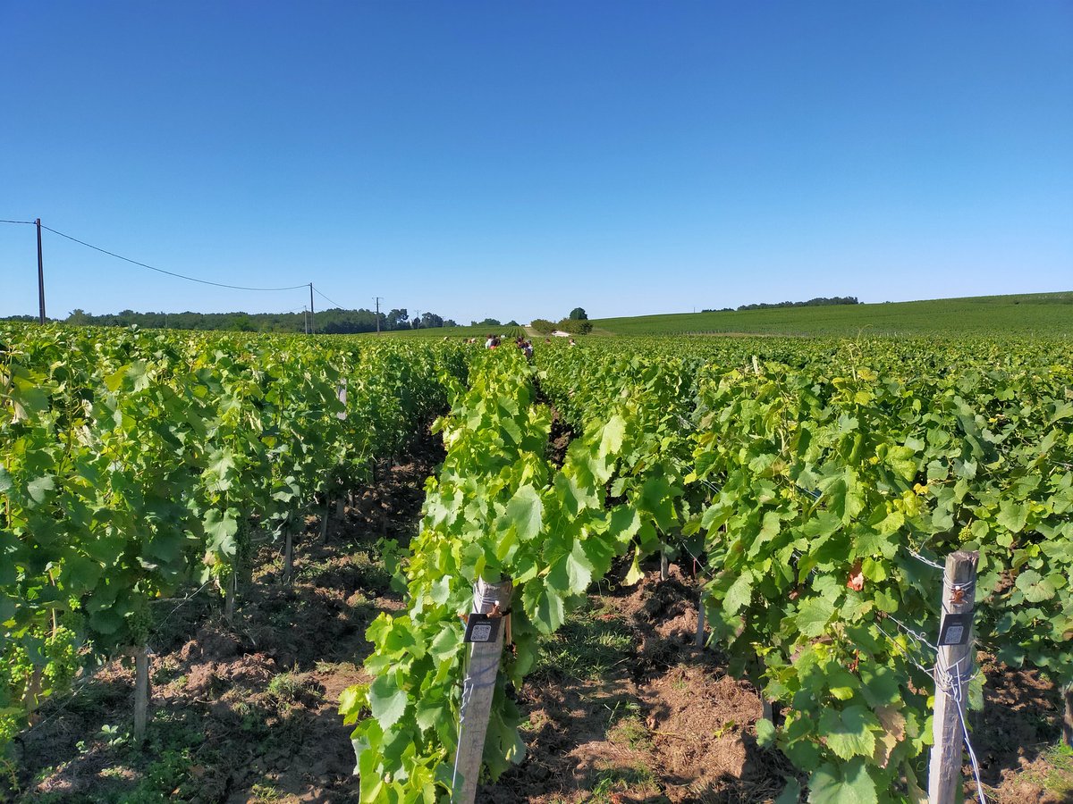 inrae_egfv tweet media