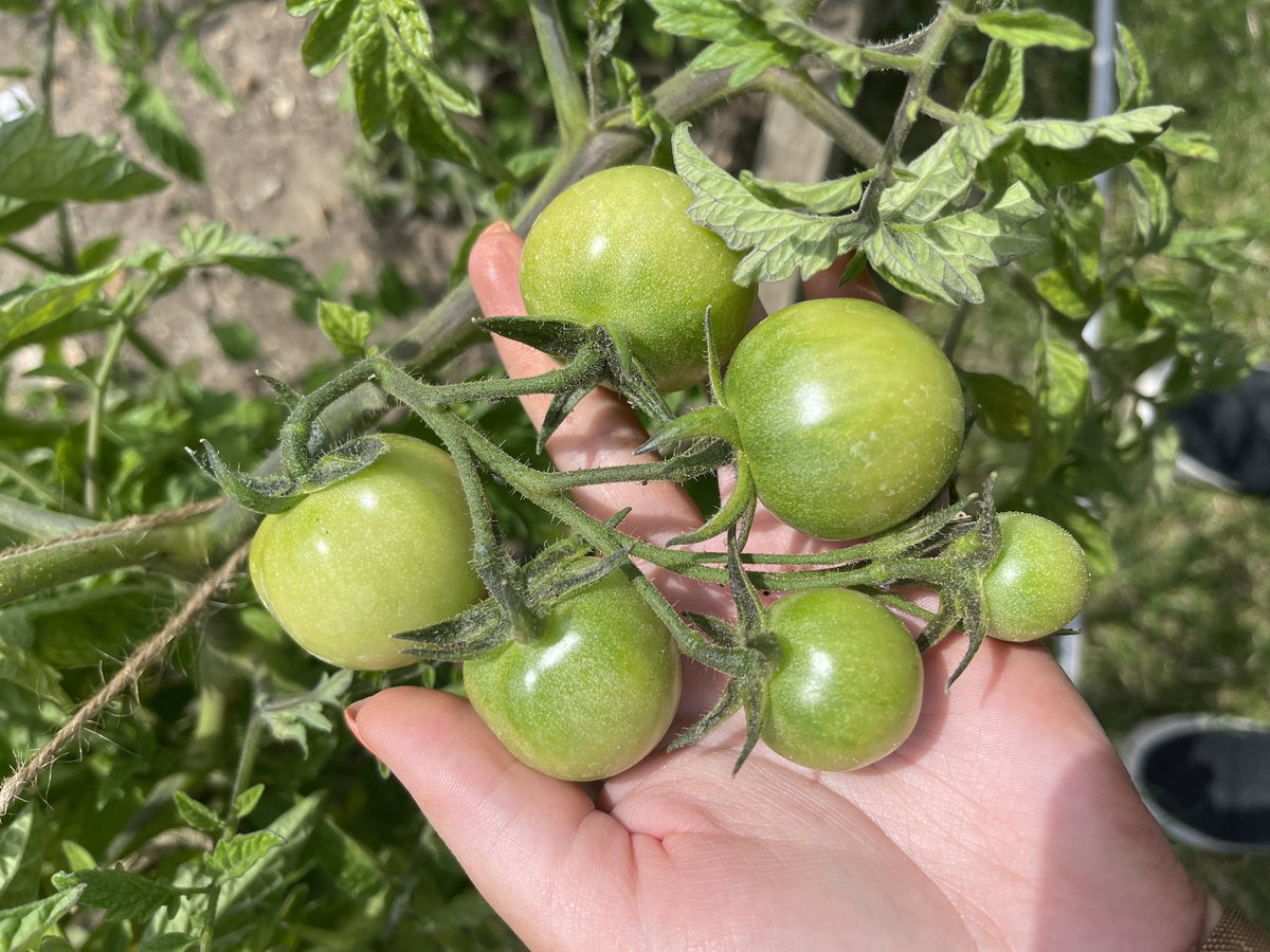 wmcoxleas's tweet photo. The first signs of some lovely looking tomatoes and raspberries in our therapeutic garden! @OxleasFrnsicPT #nhs #gardening #mentalhealth #socialinclusion 🍅🌱 https://t.co/ojOe88KejB