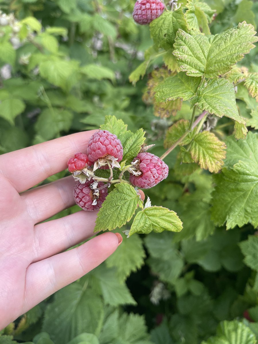 The first signs of some lovely looking tomatoes and raspberries in our therapeutic garden! <a href="/OxleasFrnsicPT/">Oxleas Forensic Psychological Therapies</a> #nhs #gardening #mentalhealth #socialinclusion 🍅🌱