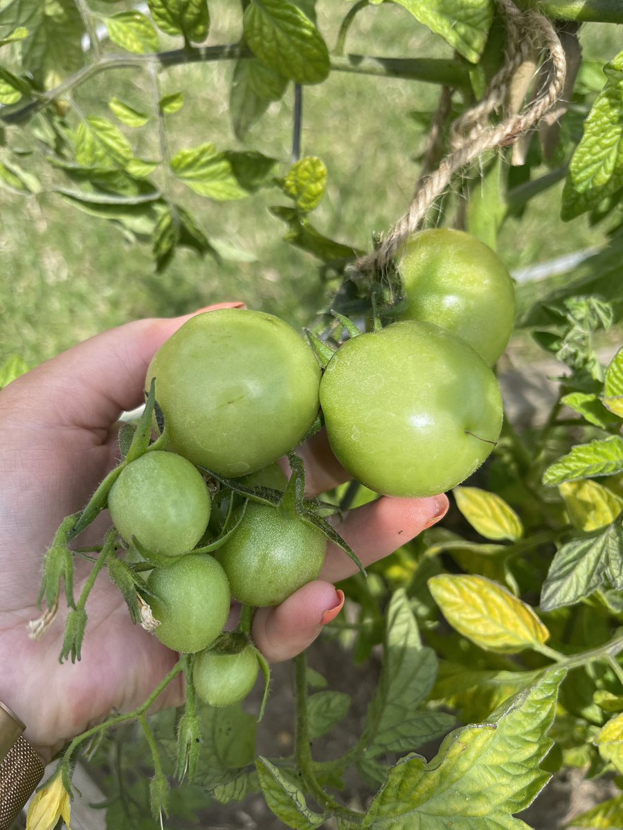 wmcoxleas's tweet photo. The first signs of some lovely looking tomatoes and raspberries in our therapeutic garden! @OxleasFrnsicPT #nhs #gardening #mentalhealth #socialinclusion 🍅🌱 https://t.co/ojOe88KejB