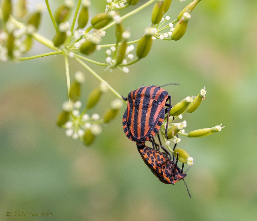 UVornanen's tweet photo. •
Stripes and spots
•
Kesäiset pyjamabileet
•
#pyjamalude #luontokuvaus #kesä2022 #stripedbug #summer2022 #naturephotography https://t.co/i1i5FuylCE