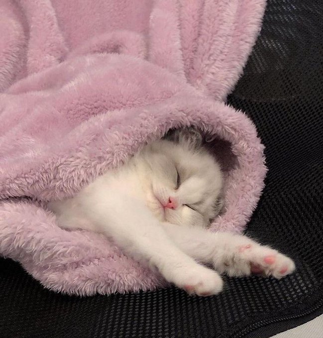 GorditoGatito2's tweet photo. siestita time https://t.co/6YvLUpudEE