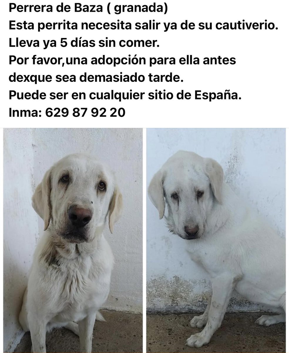 beadifusiones's tweet photo. Lleva cinco días sin comer por la tristeza tan grande que tiene esta niña en la perrera de Granada por dios ¿ ALGUIEN? https://t.co/lbzDV14sp4