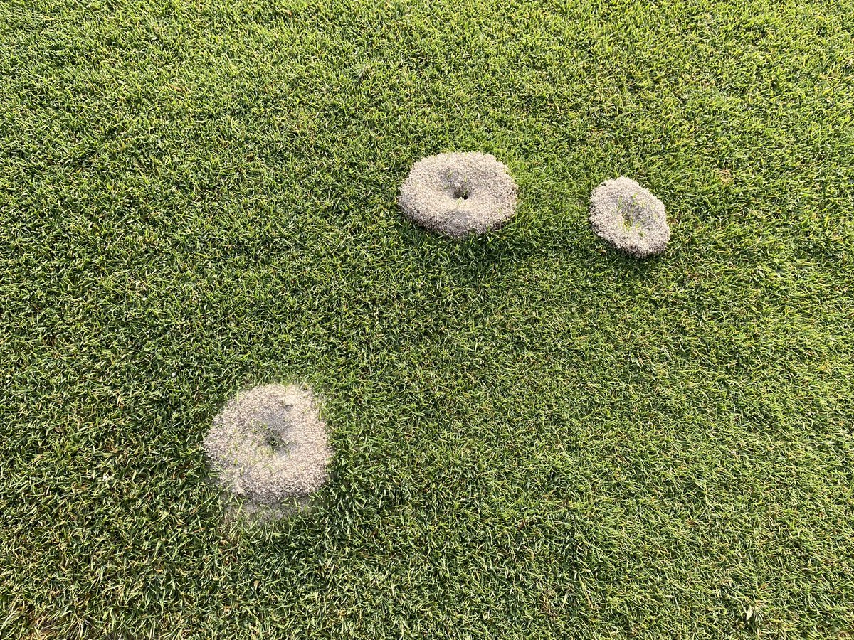 Nuisance 🐜 driving you crazy?  Try <a href="/BASFTurf_us/">BASF Turf US</a> NEW insecticide Alucion!  Long lasting, one rate, convenient packaging