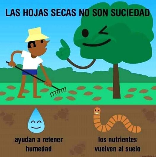 prodelaire's tweet photo. #Mantillo es una parte del sustrato, del suelo, donde comienza la degradación de la materia orgánica y le da vida a la vida. A veces el césped no es lo mejor. https://t.co/ZAQxkwCrCu