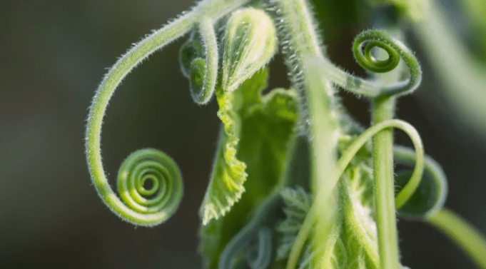 CymVan's tweet photo. Explore five days of #reading and learning activities designed to engage your #kindergartner in an exploration of #nature all around us. 🌱 📖 Read more via the HMH Shaped blog. https://t.co/lEC5aJBL8k https://t.co/Sqn4rcAHtX