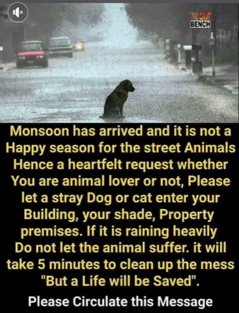 helpanimalindia's tweet photo. As the #Monsoons approach in many parts of the world, please remember to be mindful and kind to the animals around us!
#HelpAnimalsIndia #HelpAnimals #BeKindtoAllKinds #SaveAnimals https://t.co/keVE8QZT7Y