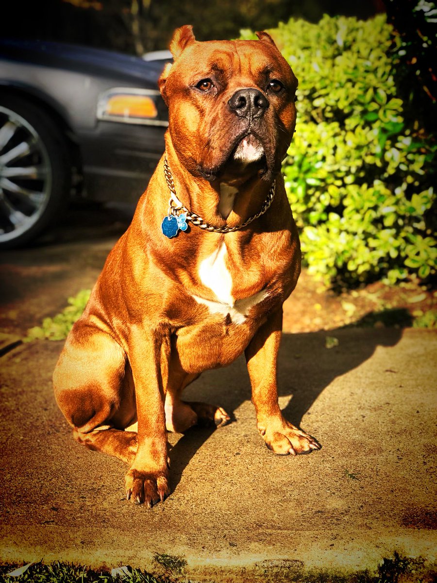 reignjah's tweet photo. Open for stud RottiPit bully https://t.co/fAi3eTnUAX