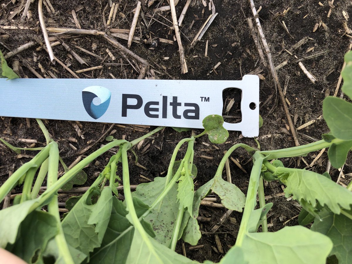 klimek_karen's tweet image. Some very nice and consistent spacing on Pelta-treated seed. ⁦@syngentacanada⁩ #Peltasizemyseed #fieldperformance