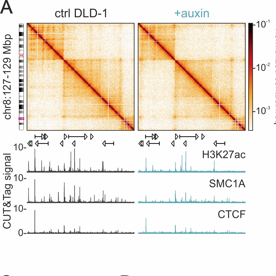 Akis Papantonis (@akispapantonis) on Twitter photo New preprint from the lab!
Led by @IMPRS_GS PhD students Shu Zhang and Nadine Ubelmesser and supported by <a href="/dr_barbieri_mar/">Mariano Barbieri</a> for modeling, we found selective dependency of enhancer-promoter loops on RNAPII using #MicroC. Our work assigns RNAPs with a clear role in #3Dgenome folding New preprint from the lab!
Led by @IMPRS_GS PhD students Shu Zhang and Nadine Ubelmesser and supported by <a href="/dr_barbieri_mar/">Mariano Barbieri</a> for modeling, we found selective dependency of enhancer-promoter loops on RNAPII using #MicroC. Our work assigns RNAPs with a clear role in #3Dgenome folding
